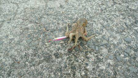 ジギングでタコ