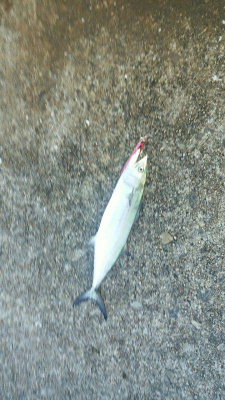 タチウオ釣れるかな？ダメでした。