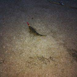 久々のフラット