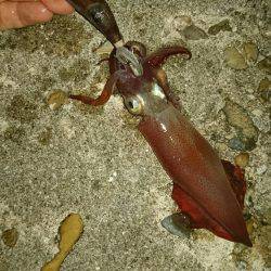 ケンサキ何処へ