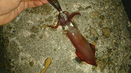 ケンサキ何処へ