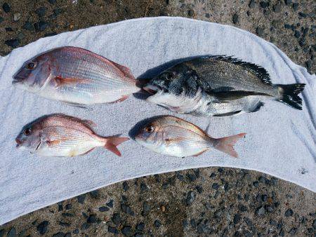 激暑でもチヌ釣り！