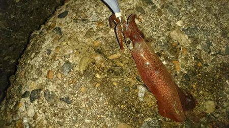 ケンサキからのジギング