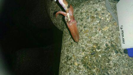 またまたケンサキ