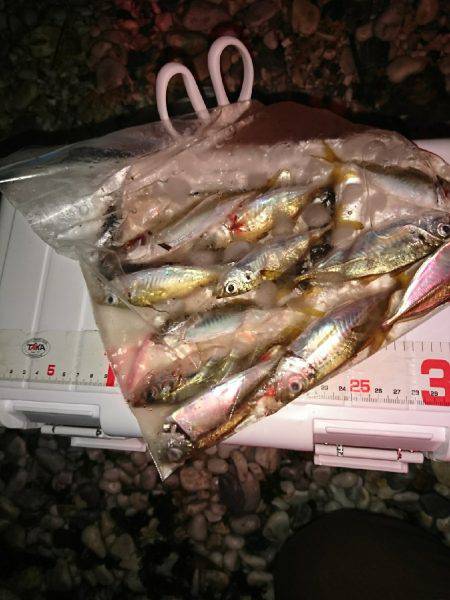 アタリが少なかった