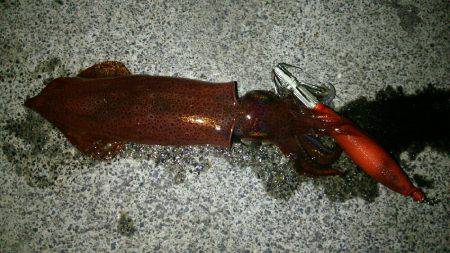 ケンサキどこ行った？豆アジはなんぼでも釣れ…