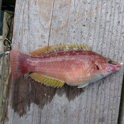 初！三重県南部の調（釣）査w