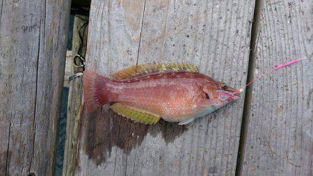 初！三重県南部の調（釣）査w