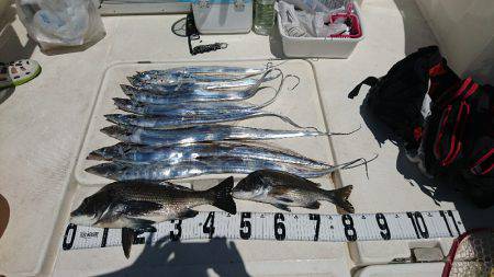 太刀魚ジギング&キャスティング