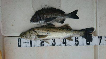 紀ノ川ボートゲーム