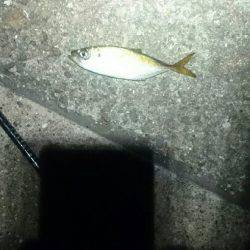 やっぱり遅い。