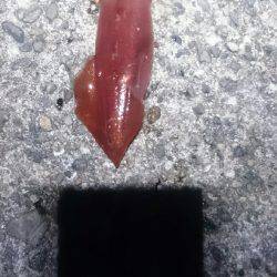 このままでは…