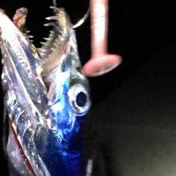 ケンサキと太刀魚