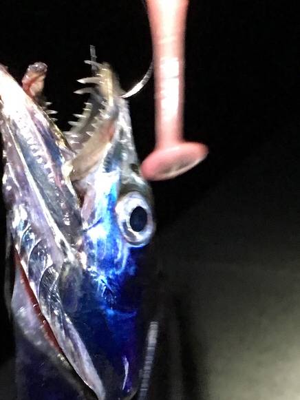 ケンサキと太刀魚