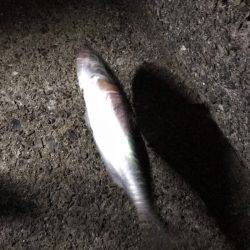 大蔵海岸で大サバ狙い！！