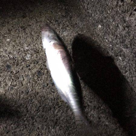 大蔵海岸で大サバ狙い！！