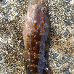 ミップル様周辺で釣りをする(笑)。