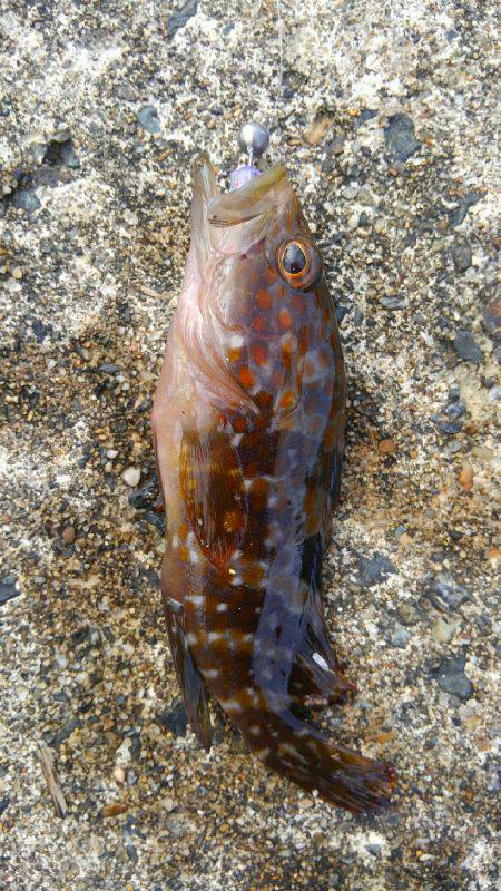 ミップル様周辺で釣りをする(笑)。