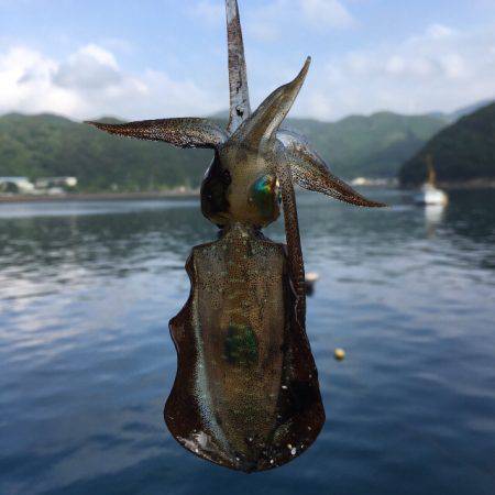 高知は古満目漁港で夏イカ狙い❗️