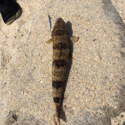 ライトショアで何が釣れるかな？