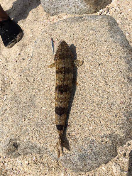 ライトショアで何が釣れるかな？