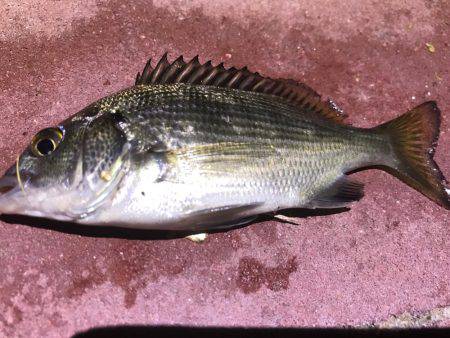 クロダイ、セイゴ、カサゴ！