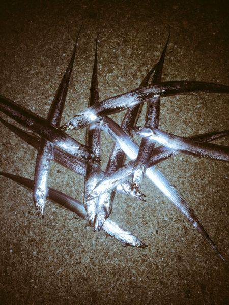 神戸タチウオ爆釣