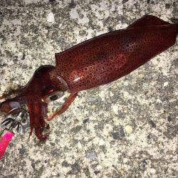 ライトエギング