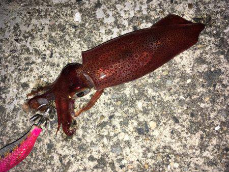 ライトエギング