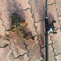 いろんな小魚釣れました