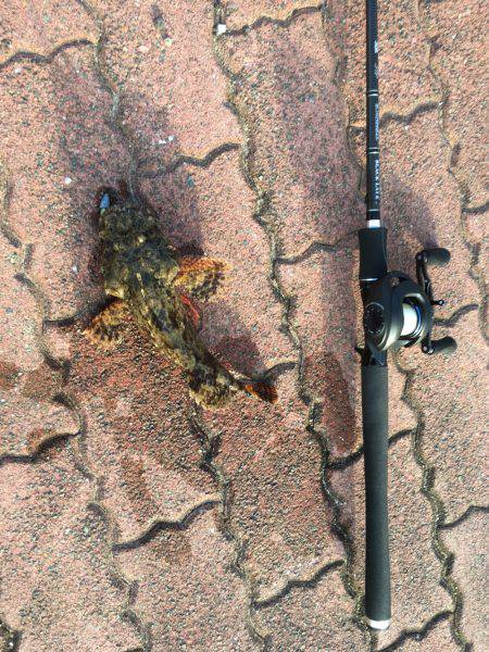 いろんな小魚釣れました