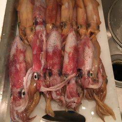 明石港近辺ケンサキ調査ᔦ˙灬˙ᔨ