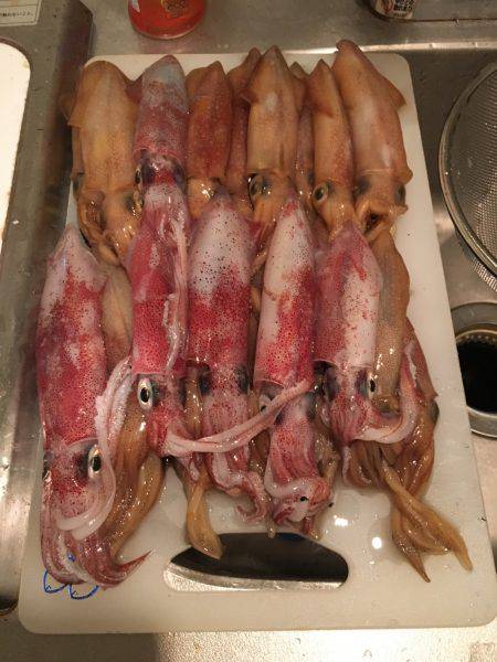 明石港近辺ケンサキ調査ᔦ˙灬˙ᔨ