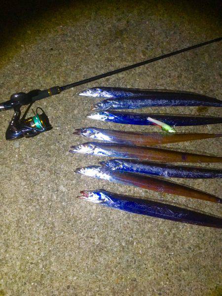 神戸のタチウオ止まらなーい‼︎