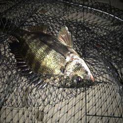 ナイト&デイ フルコース笑