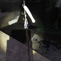 神戸港でタチウオワインド