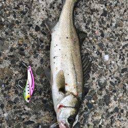 夕方からシーバス狙い