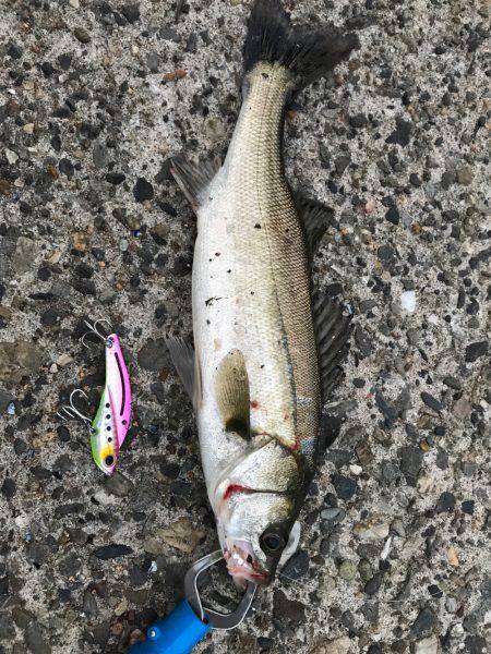 夕方からシーバス狙い