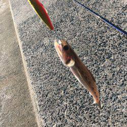 ショアジギ釣行