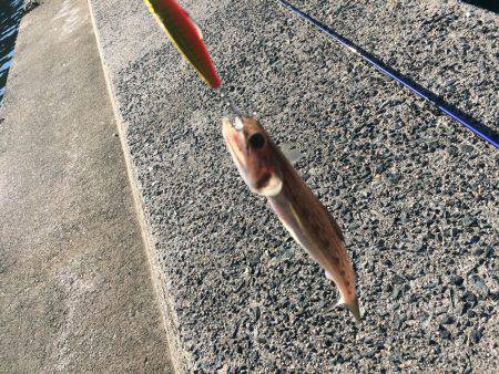 ショアジギ釣行