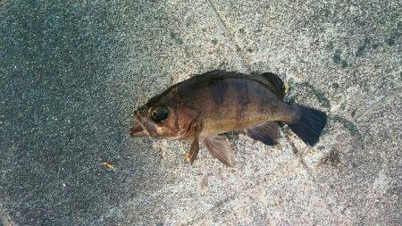 サビキでメバルゲット