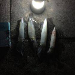 明石ケンサキイカ