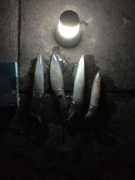 明石ケンサキイカ