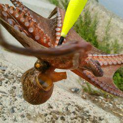 そろそろ終盤かな