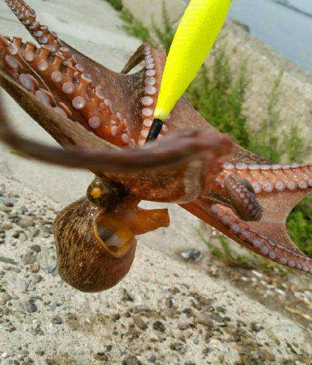 そろそろ終盤かな