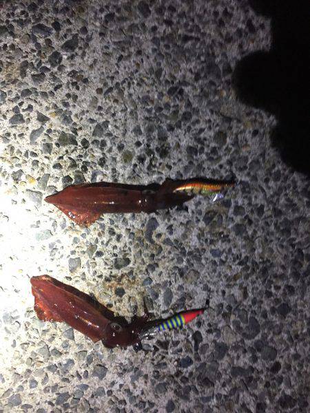 初めてのイカ釣り！