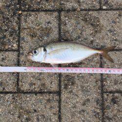 中サバも楽しい♪