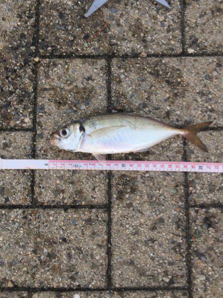 中サバも楽しい♪