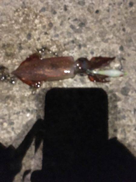 ケンサキイカの沖漬け