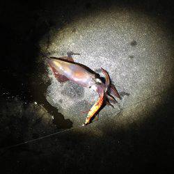 ケンサキ来てます